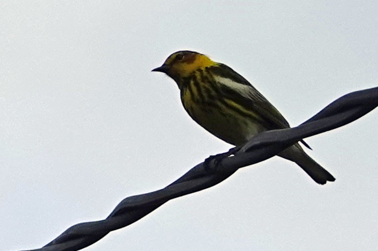 Cape May Warbler - Porfi Correa