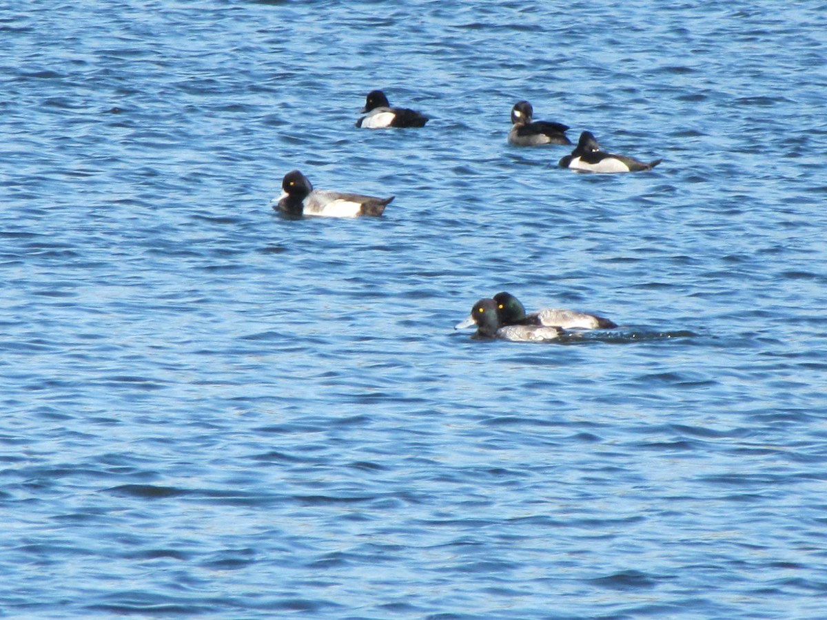 Lesser Scaup - ML613777452