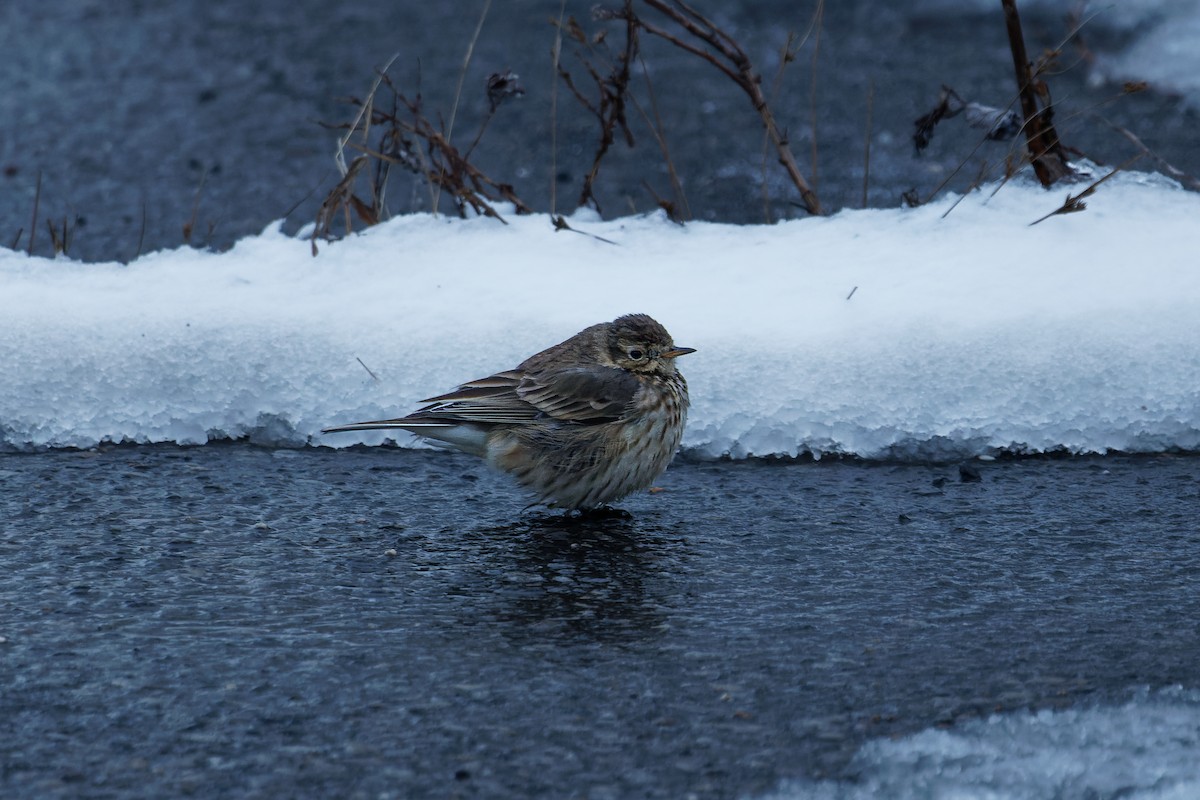 American Pipit - ML613777548