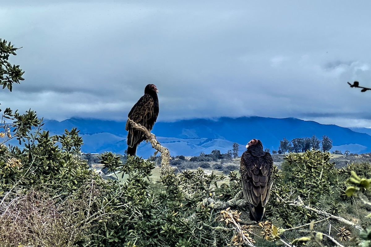 Turkey Vulture - ML613777634