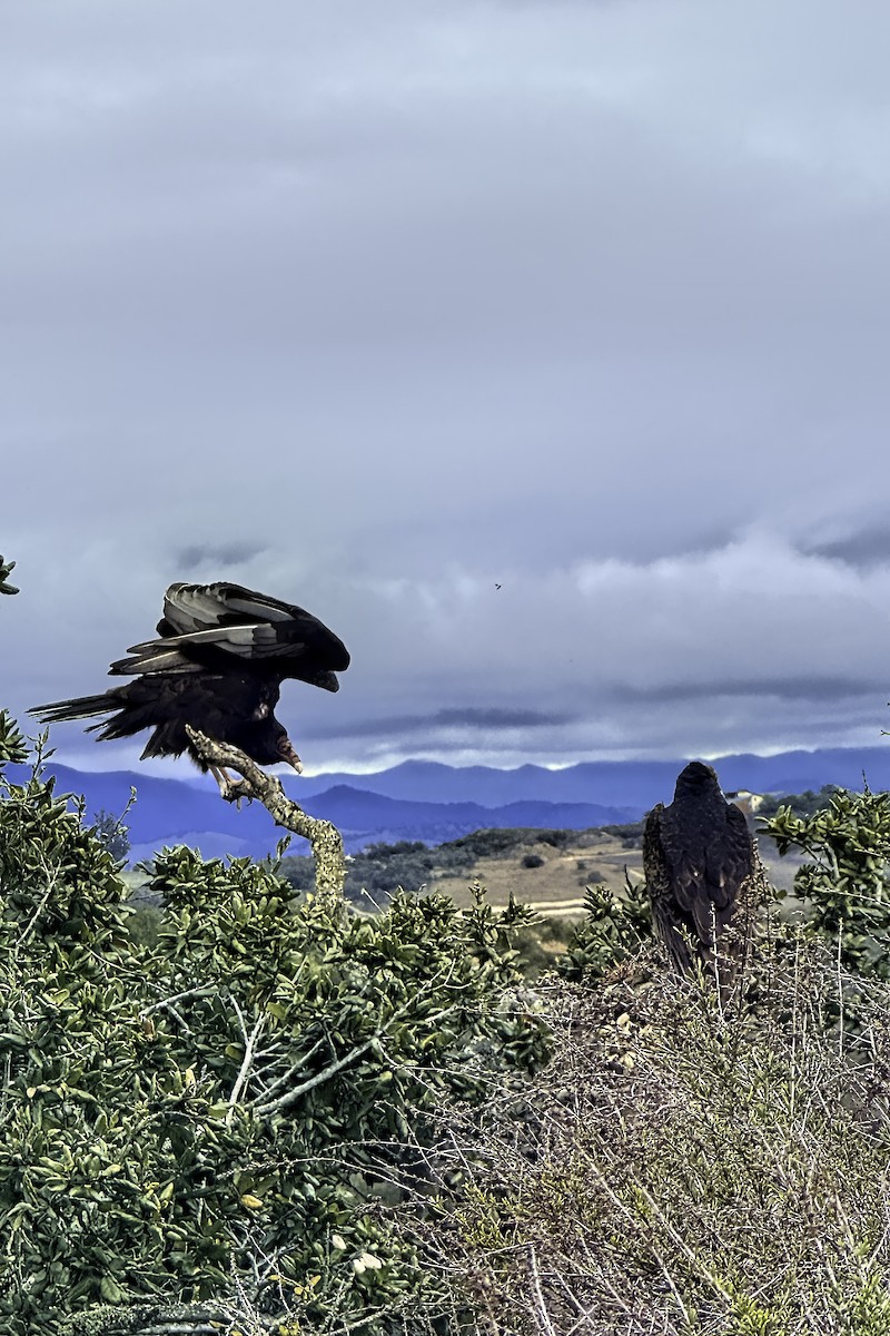 Turkey Vulture - ML613777635