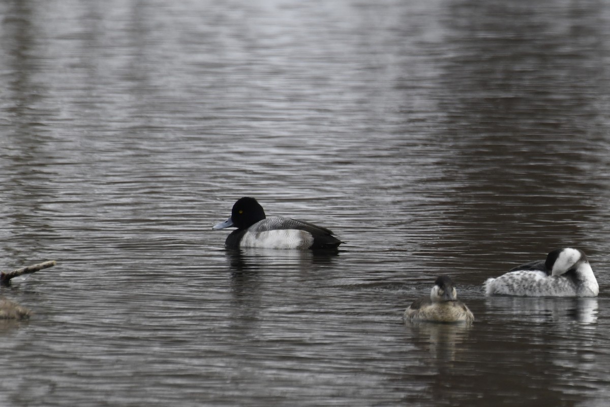 Lesser Scaup - Kazumi Ohira