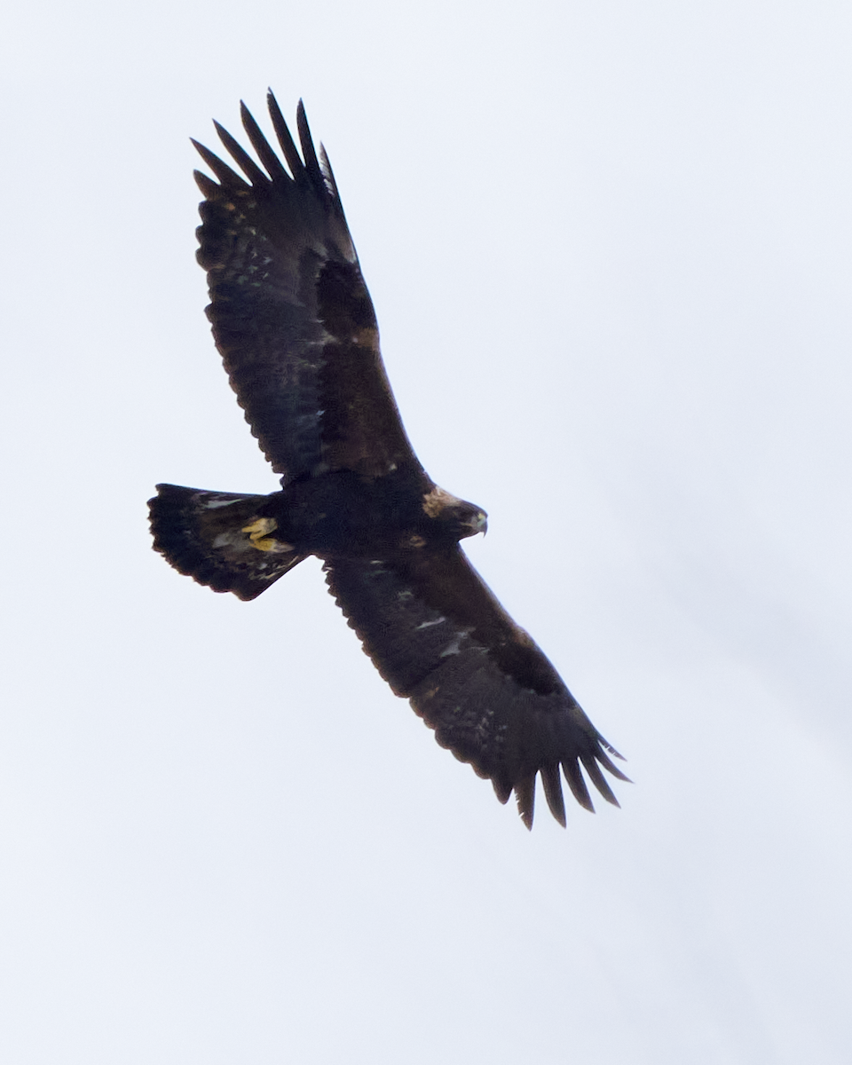 金鵰 - ML613777763