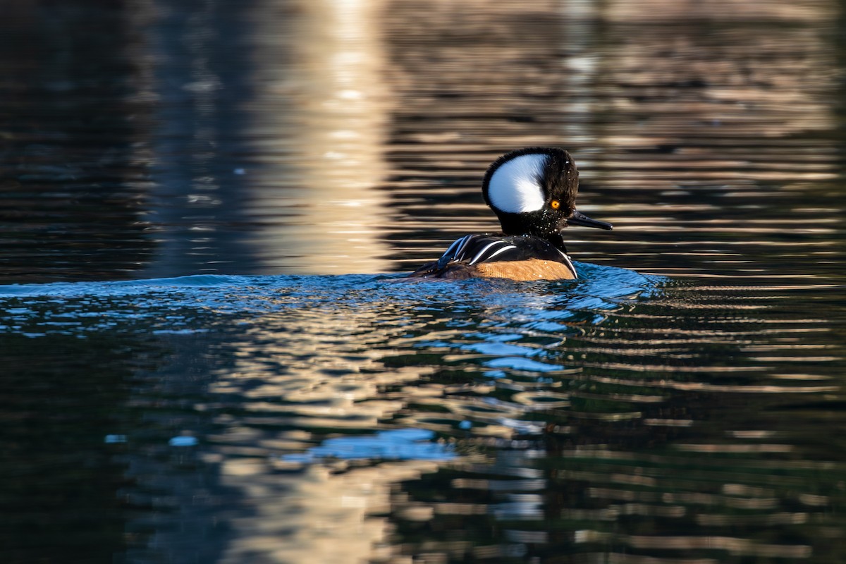 Hooded Merganser - ML613777781