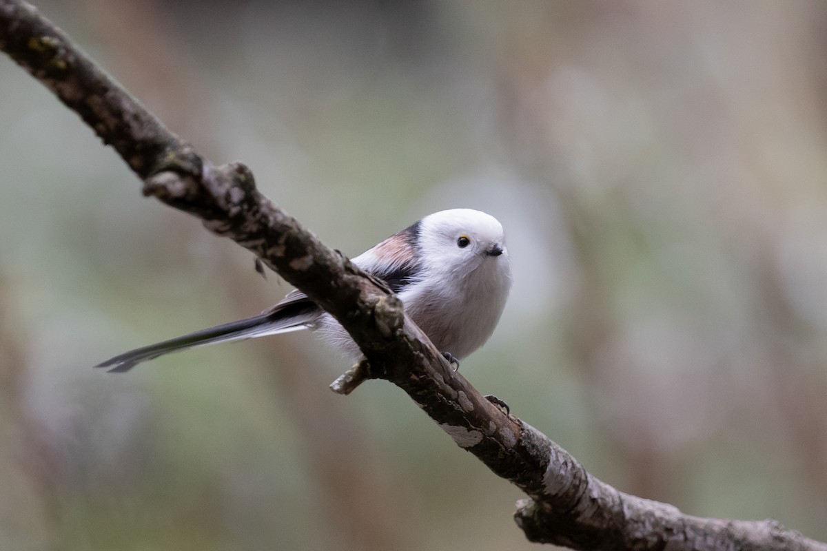 Long-tailed Tit (caudatus) - ML613777792