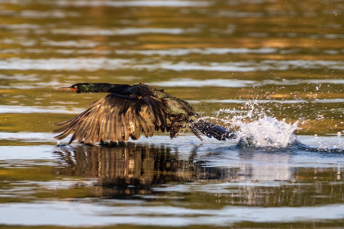 Cormorán Pelágico - ML613777802