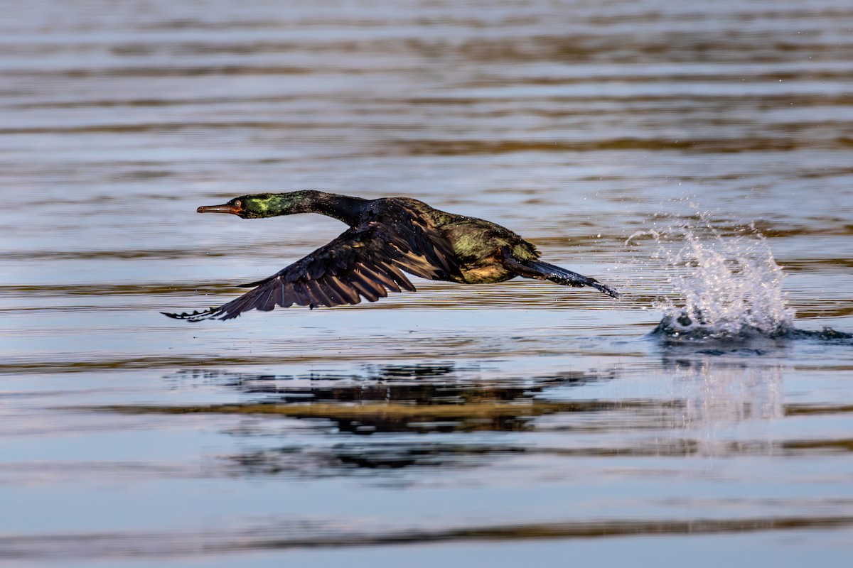 Cormorán Pelágico - ML613777803