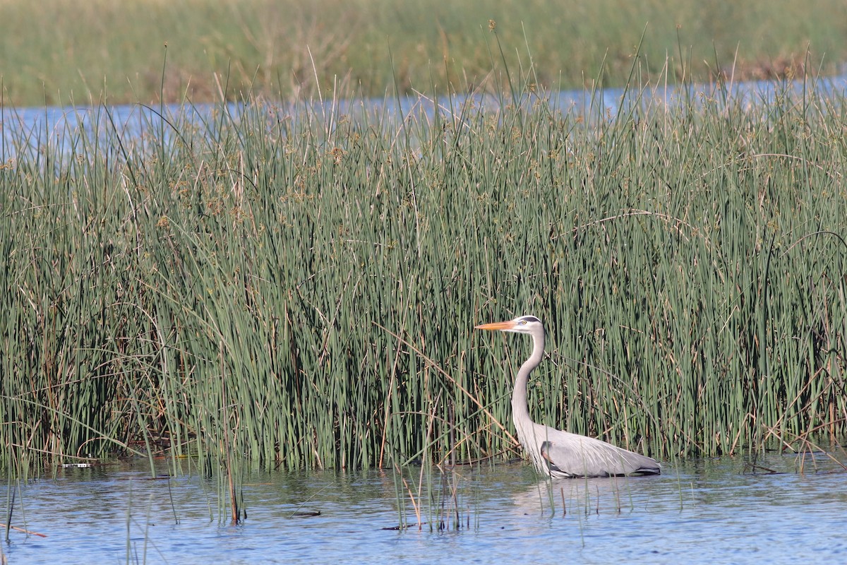 Great Blue Heron - ML613777819