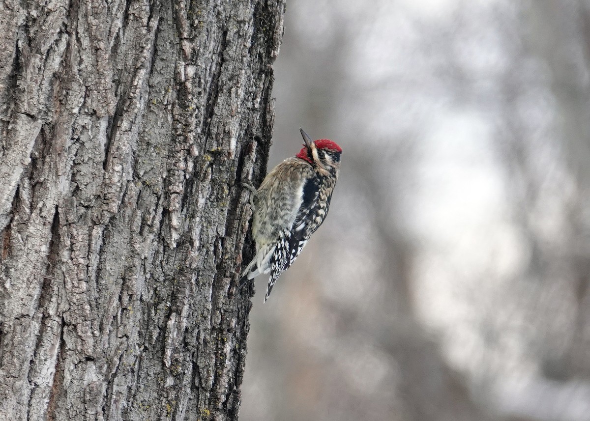 Yellow-bellied Sapsucker - N. Wade Snyder