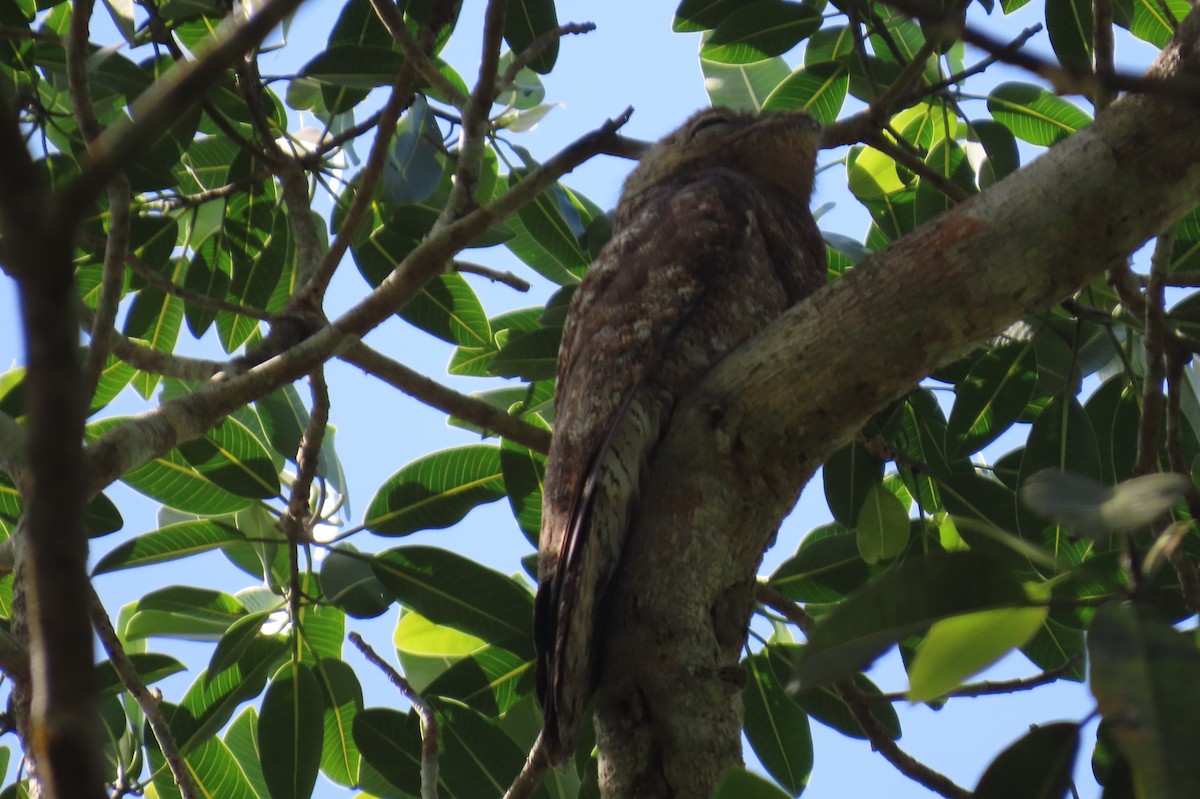 Great Potoo - ML613777867