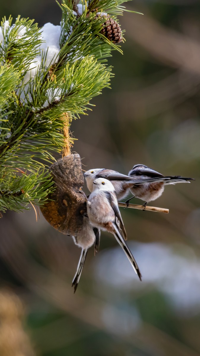 Long-tailed Tit (caudatus) - Magdalena Nogaj