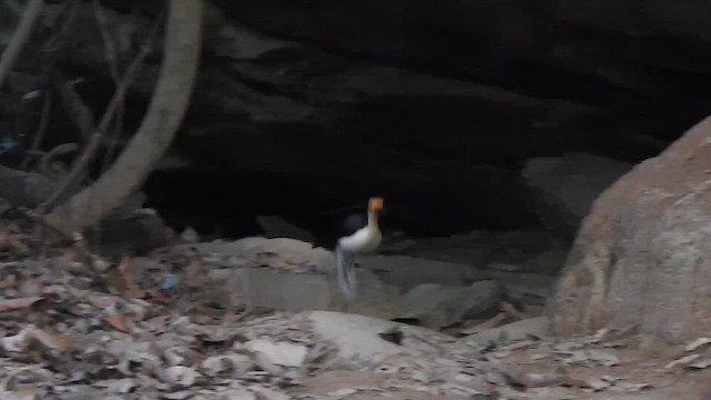 White-necked Rockfowl - ML613777877