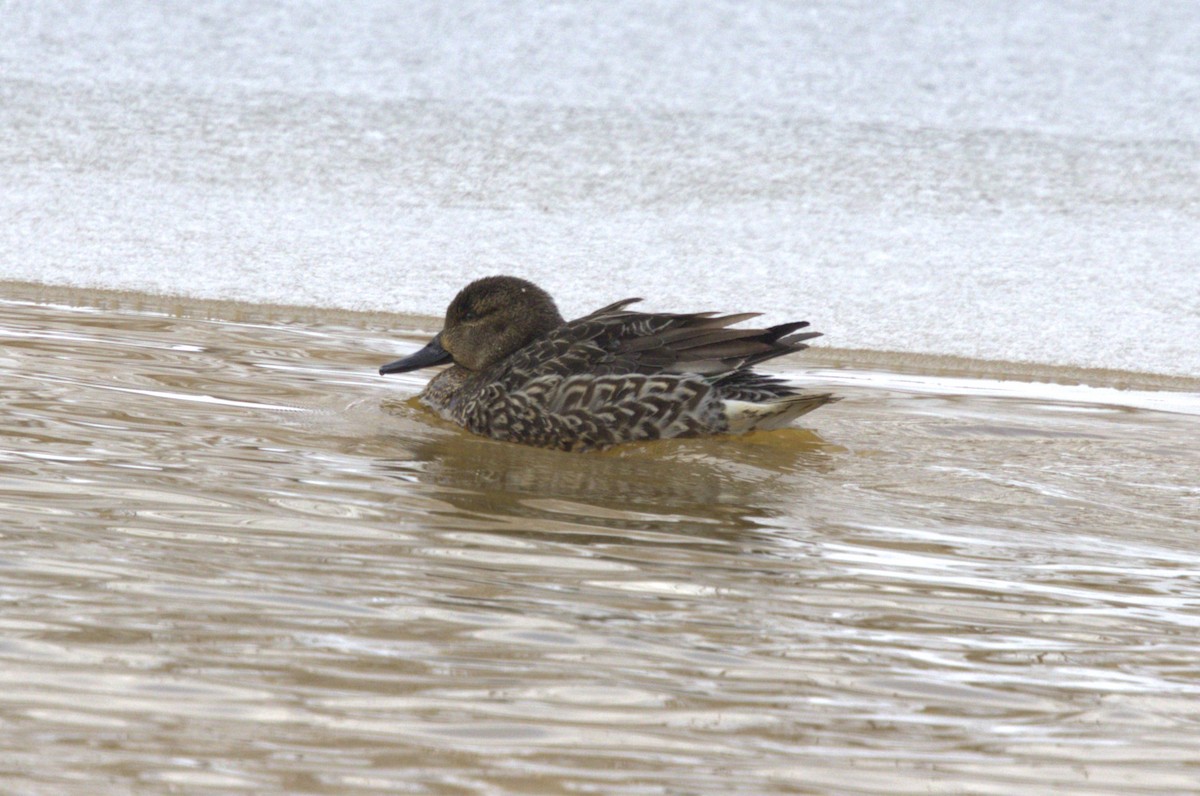 Green-winged Teal - ML613777882