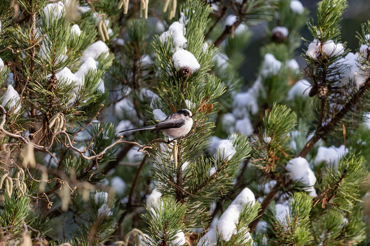 Long-tailed Tit (europaeus Group) - ML613777913