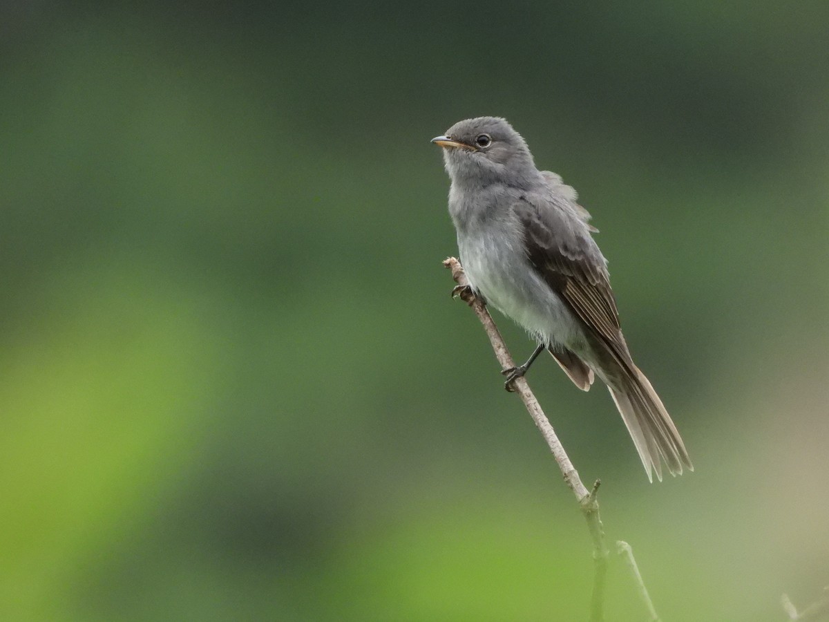 Slaty Elaenia - Corina Giron