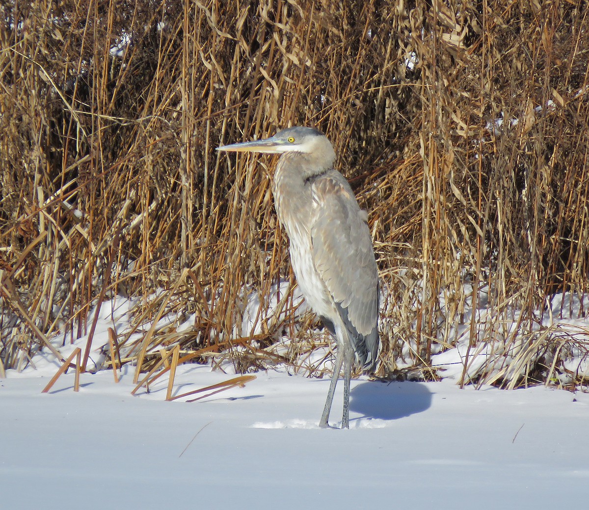 Great Blue Heron - ML613778016