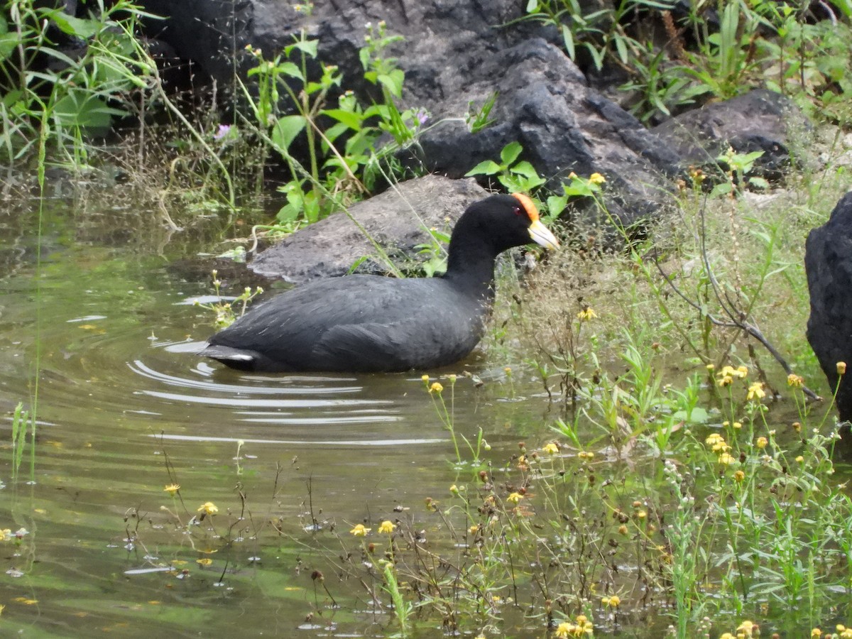 White-winged Coot - ML613778024