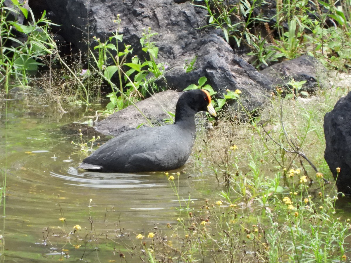 White-winged Coot - ML613778025