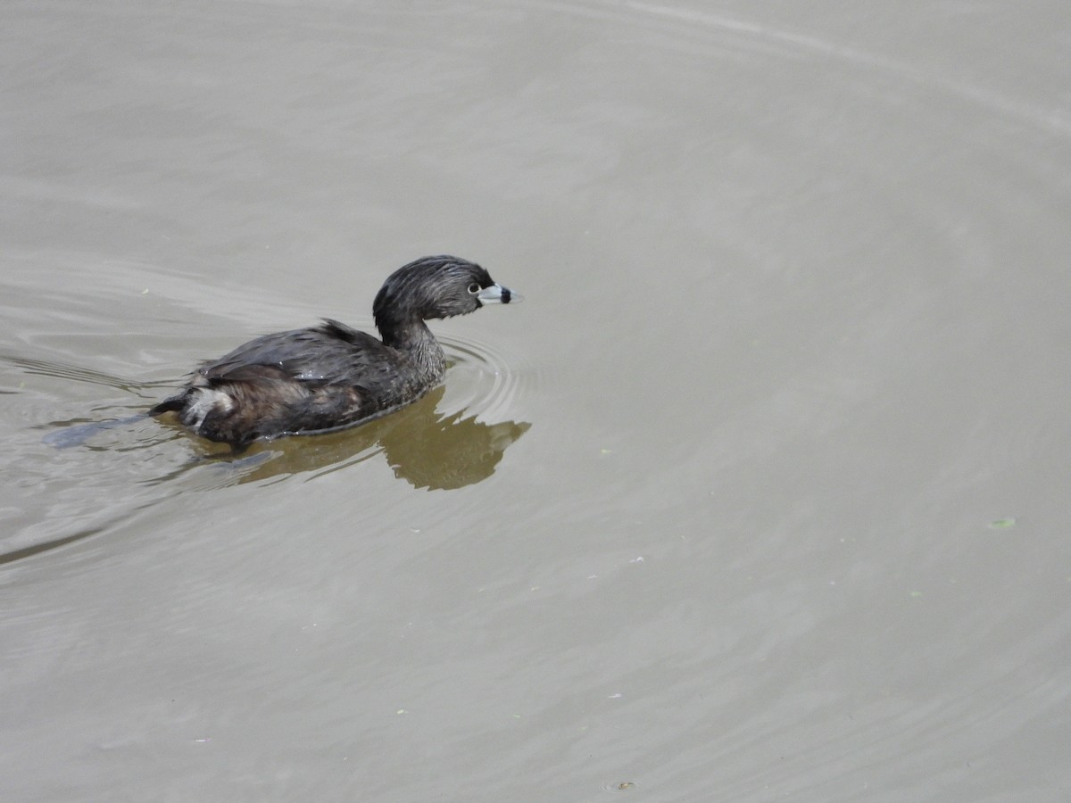 Pied-billed Grebe - ML613778035