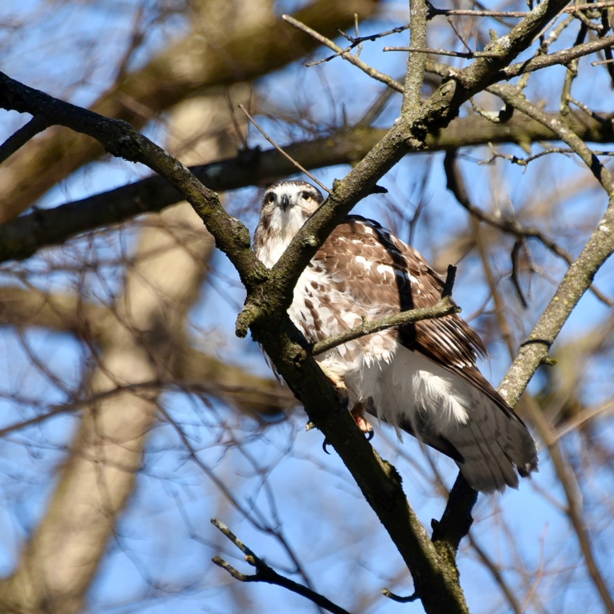 Red-tailed Hawk - ML613778111