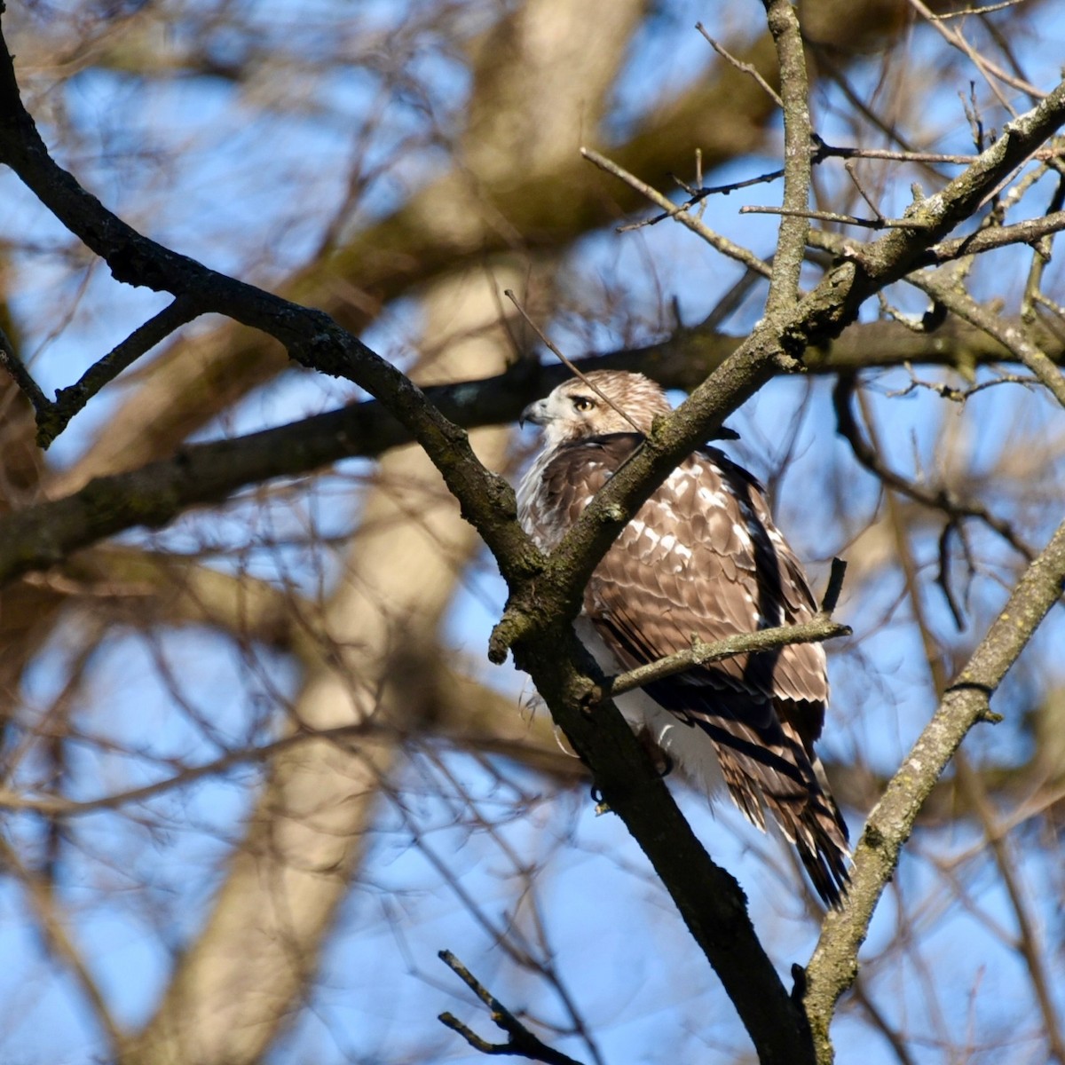 Red-tailed Hawk - ML613778112