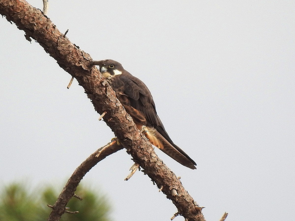 Eleonora's Falcon - ML613778174