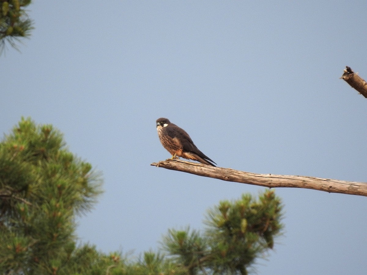 Eleonora's Falcon - ML613778175