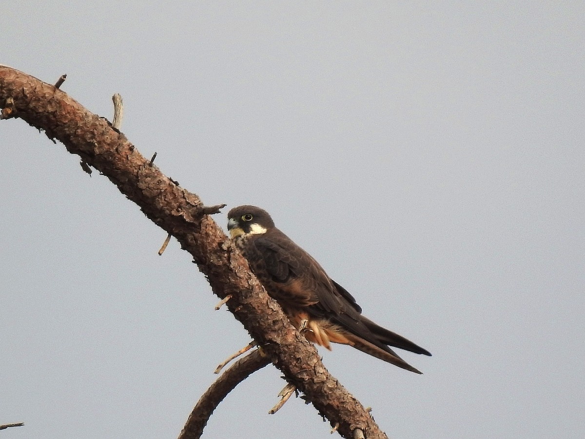 Eleonora's Falcon - Carmelo García Del Rey