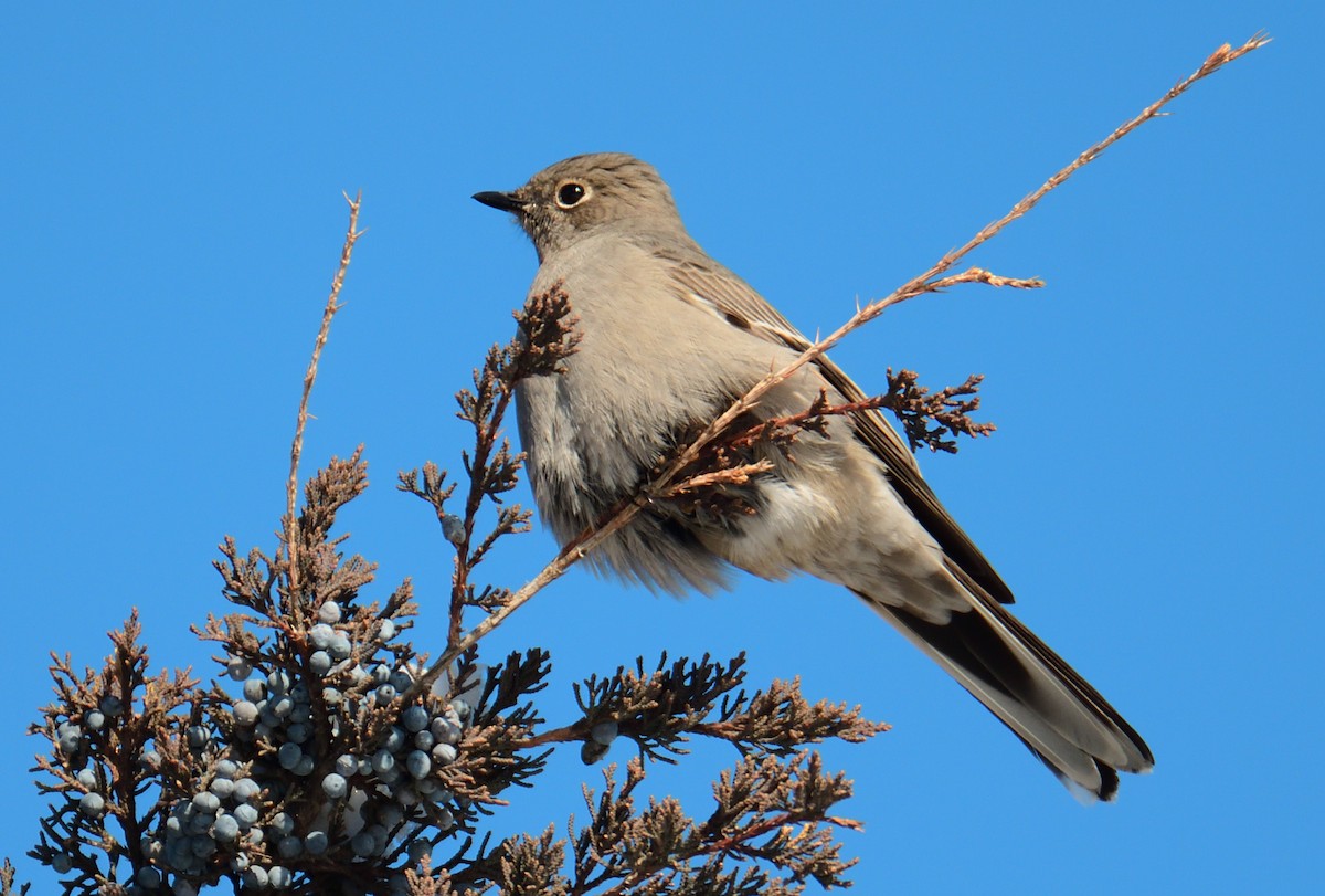 Townsend's Solitaire - ML613778178