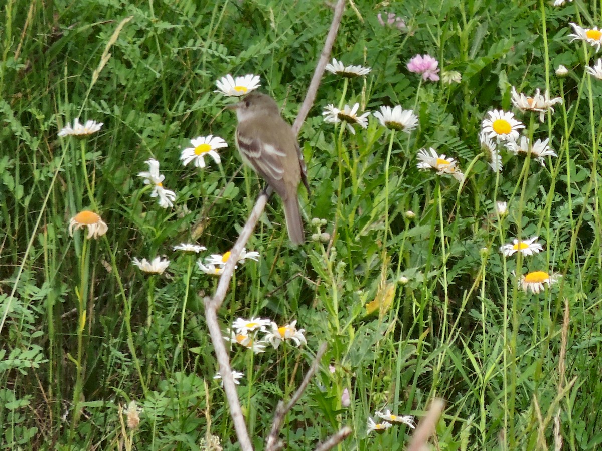 Alder Flycatcher - ML61377821