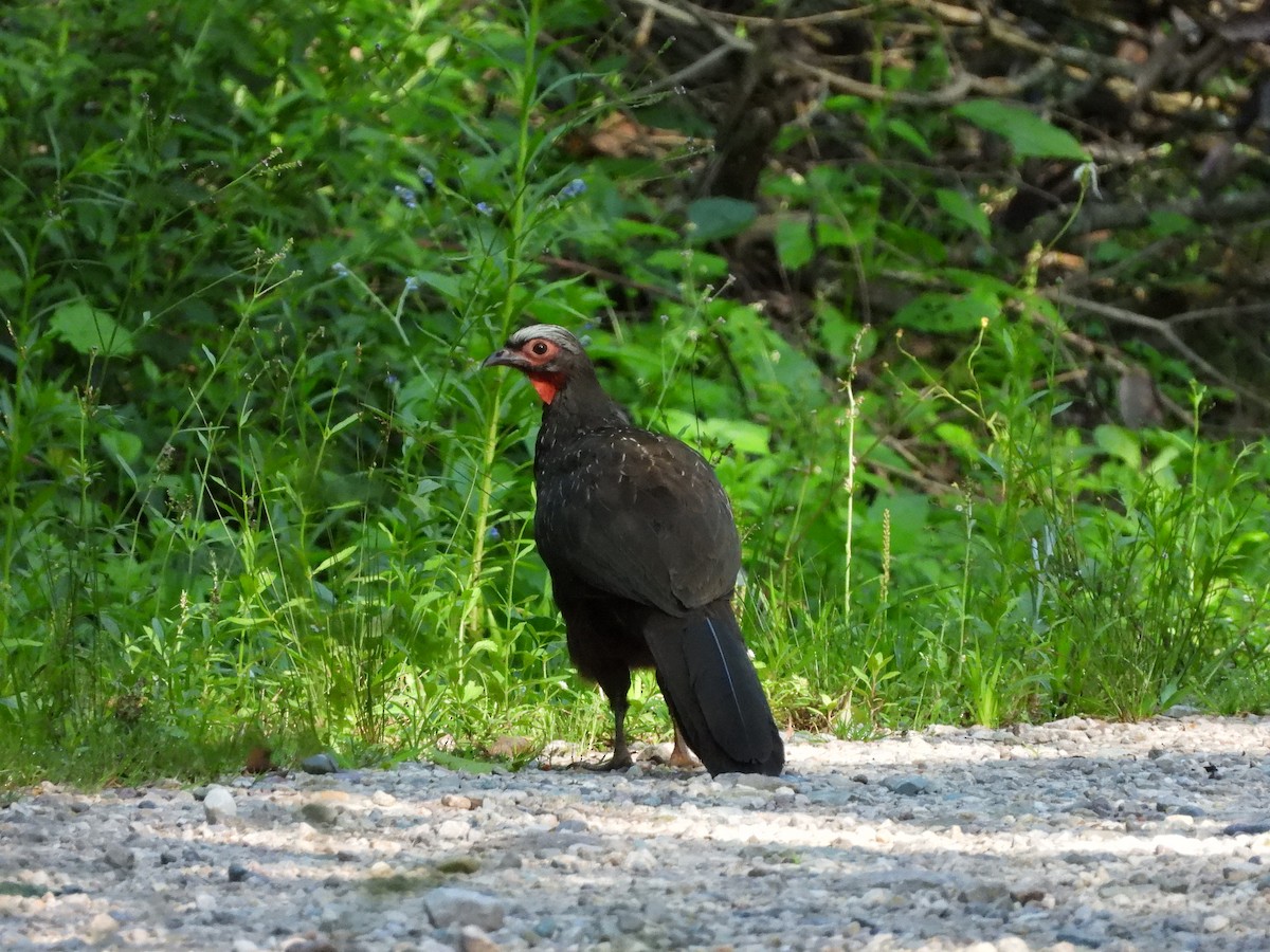 Red-faced Guan - ML613778218