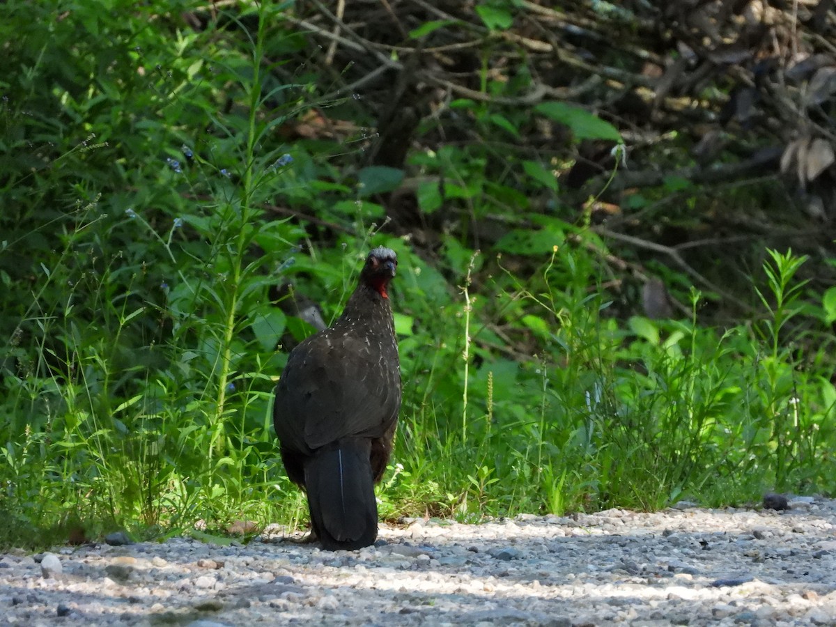 Red-faced Guan - Corina Giron