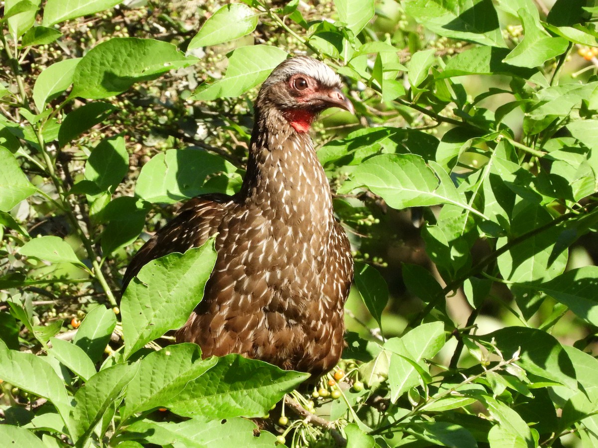 Red-faced Guan - Corina Giron