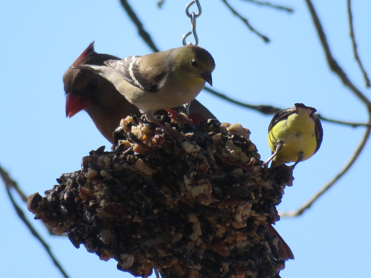 American Goldfinch - ML613778260