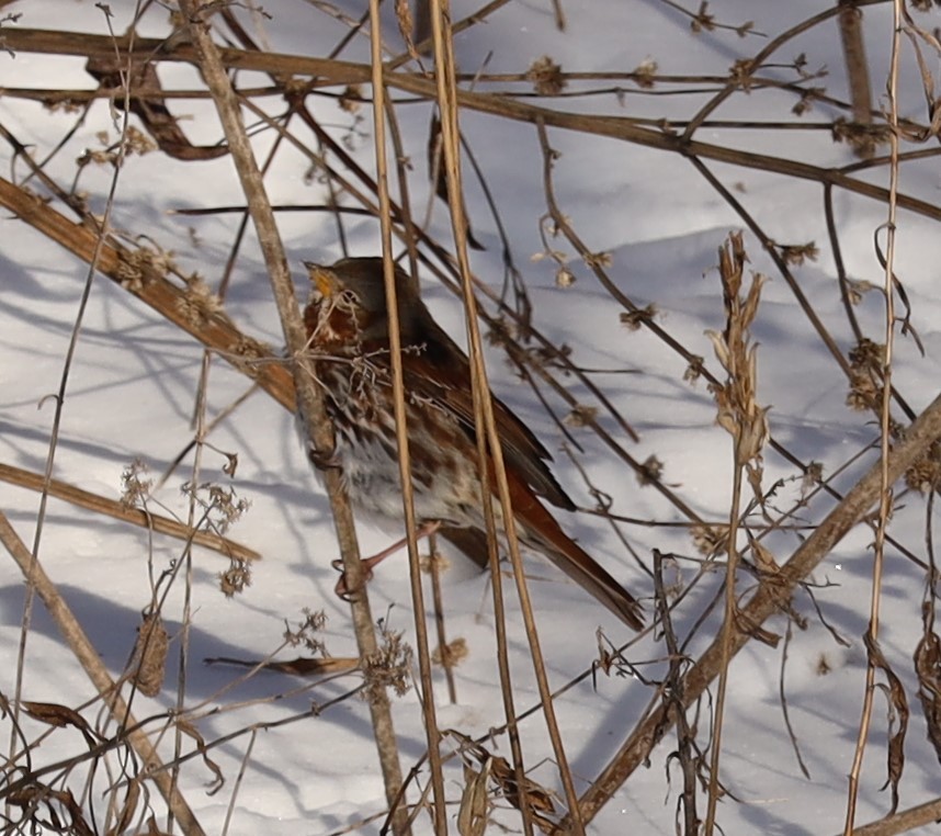 Fox Sparrow - ML613778319