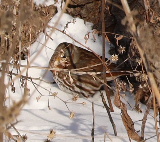 Fox Sparrow - ML613778320