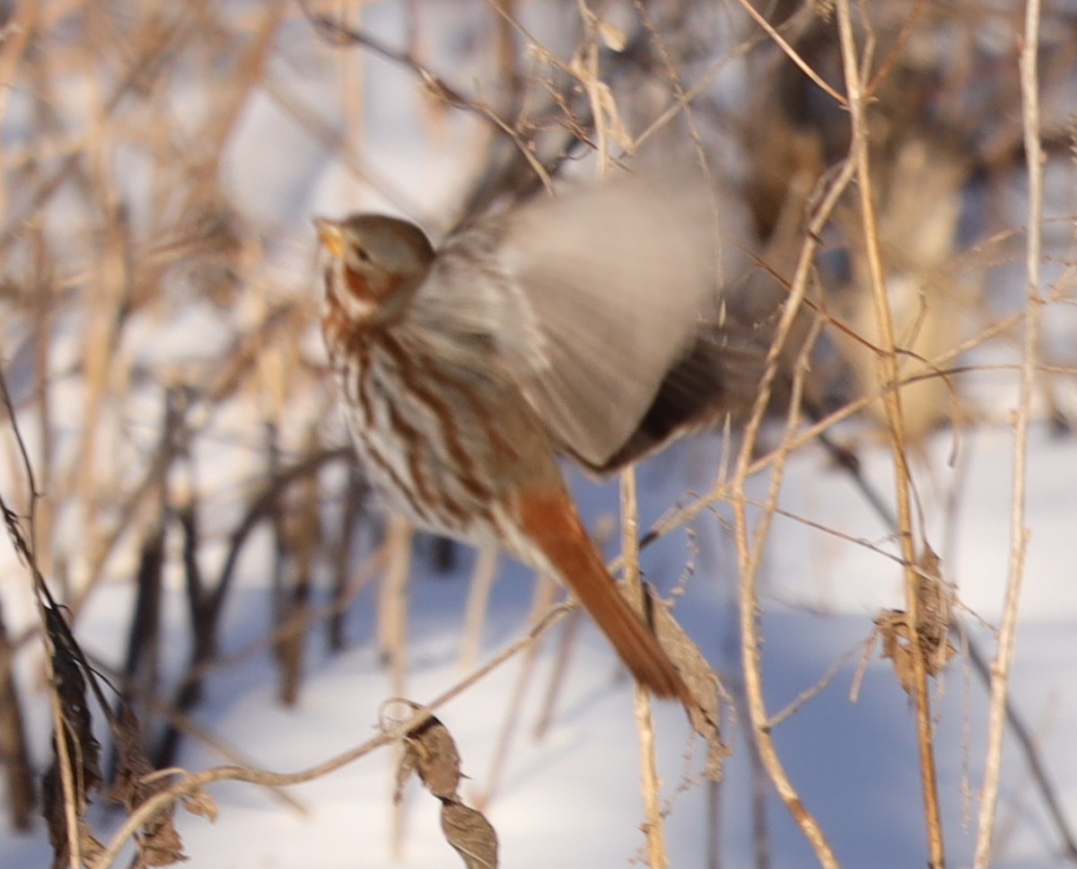 Fox Sparrow - ML613778321