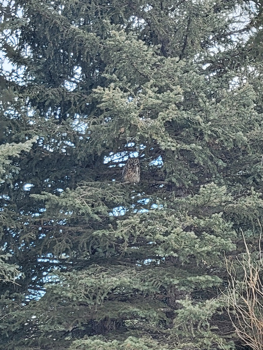 Great Horned Owl - ML613778326