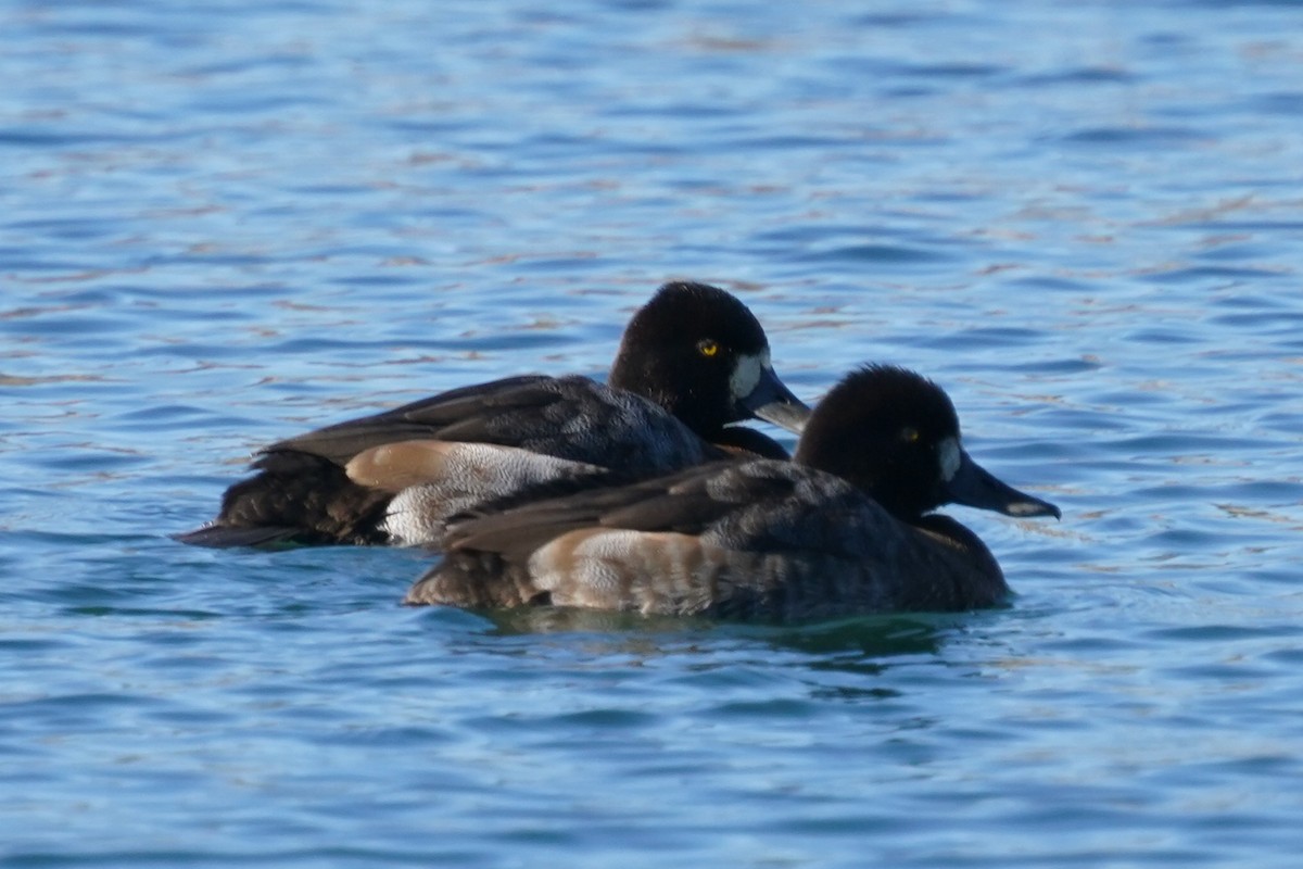 Lesser Scaup - Brandon Johnson