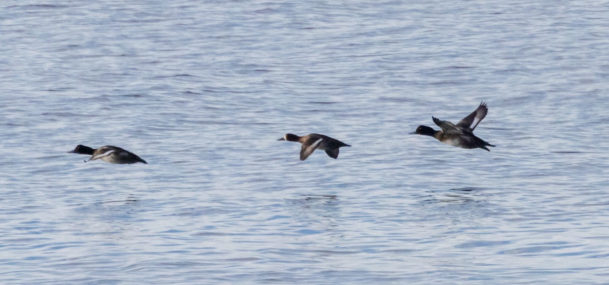 Greater Scaup - ML613778352