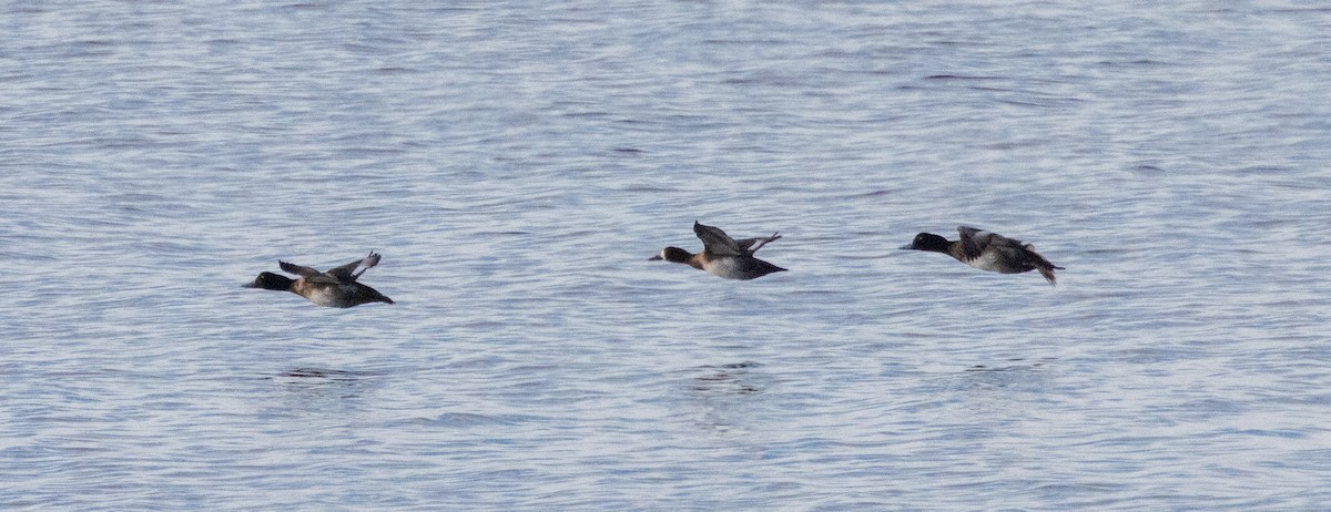 Greater Scaup - ML613778353