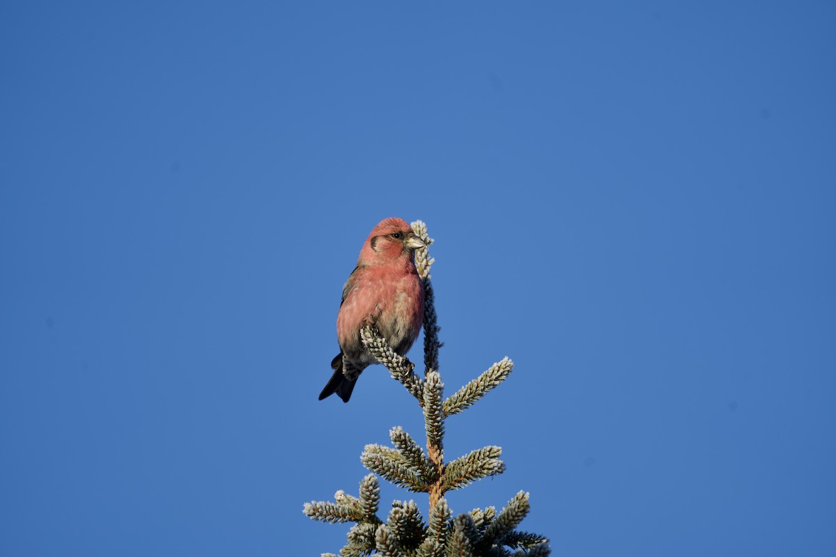 White-winged Crossbill - ML613778358