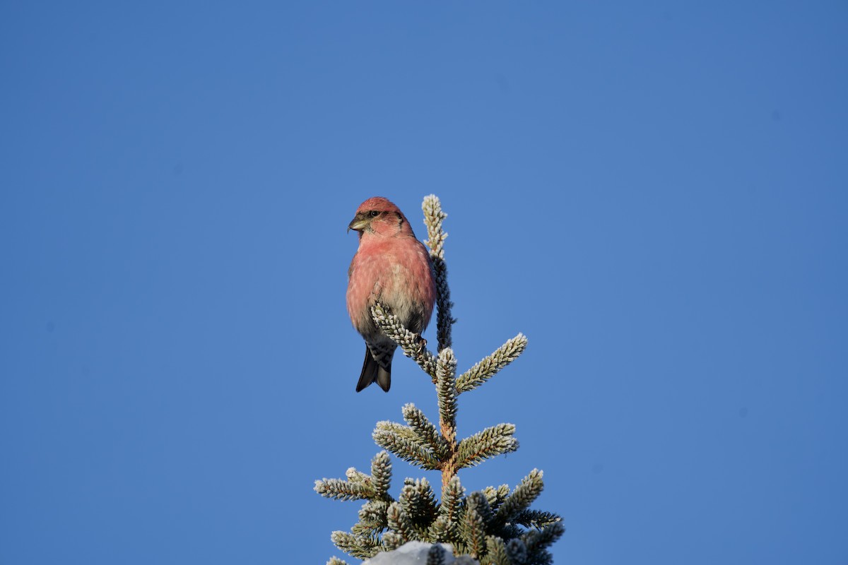 White-winged Crossbill - Ryan Hanson