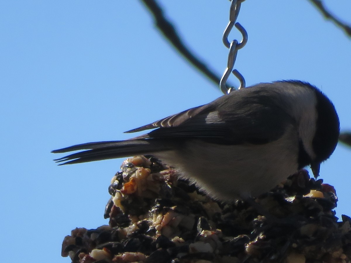 Carolina Chickadee - ML613778401