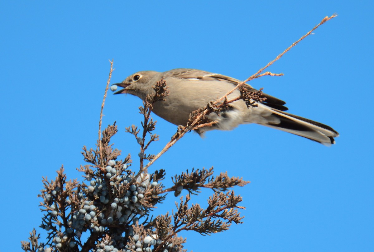 Townsend's Solitaire - ML613778411