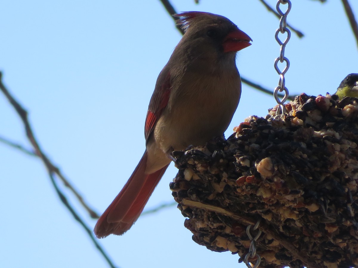 Northern Cardinal - ML613778485