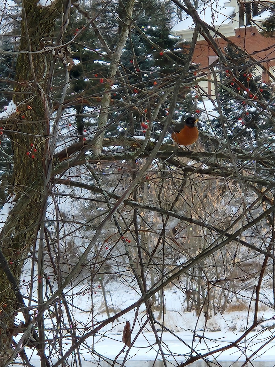 American Robin - ML613778489