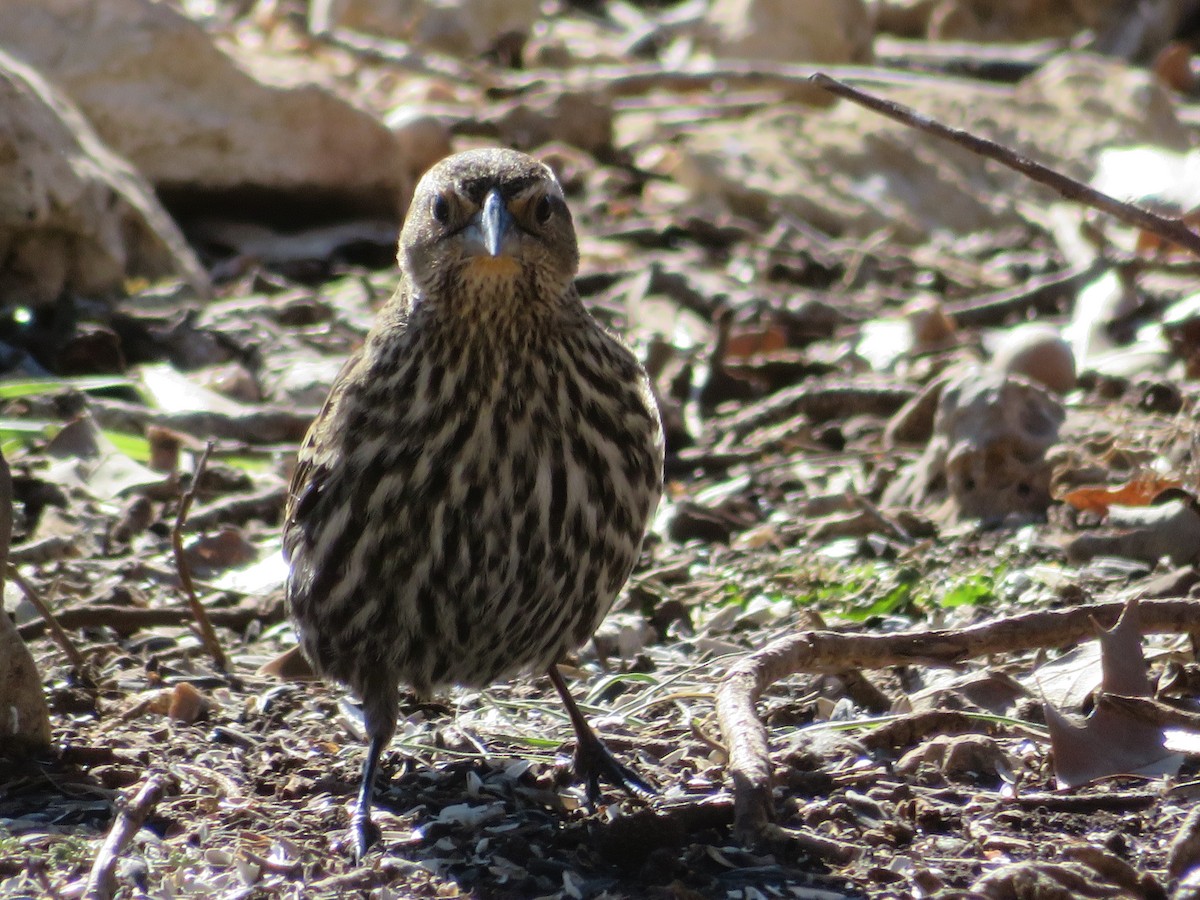 Red-winged Blackbird - ML613778520