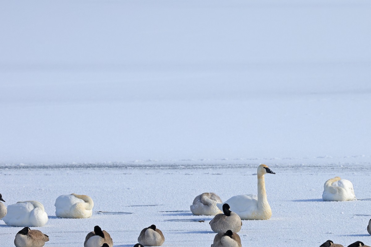 Trumpeter Swan - Leland Shaum