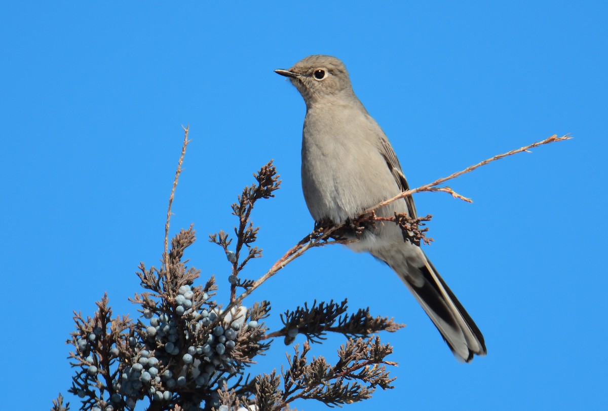 Townsend's Solitaire - ML613778530